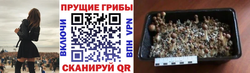 Галлюциногенные грибы GOLDEN TEACHER  Козьмодемьянск 